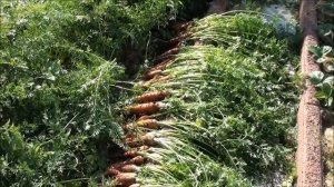 Семена моркови на ленте и урожай