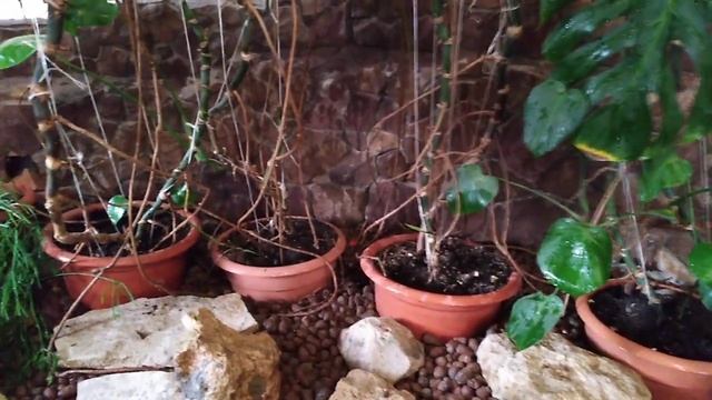 Комнатные цветы.Цветы в интерьере.Гостинная. смотреть онлайн