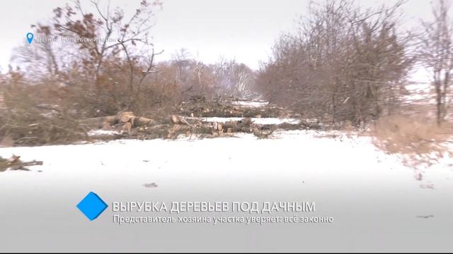 Вырубка деревьев под Дачным: представитель хозяина участка заверяет, что всё законно