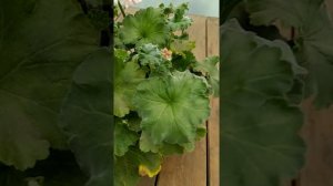 Pelargonium Runes Valentin