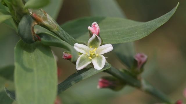Как вывести застарелые камни из желчного пузыря,камни в мочевом пузыре и почках,остеохондроз. смотреть онлайн