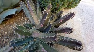 В гостях у Цветовода?Татьяны