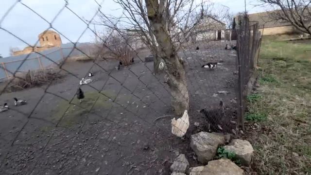 Надумали строить новый сарай для коз...