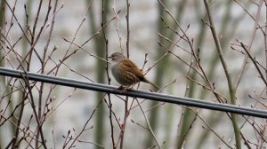 578. Pěvuška modrá, Dunnock,Heckenbraunelle,Лесная завирушка,Płochacz pokrzywnica