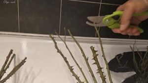 Обрезка саженцев роз перед посадкой.