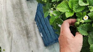 Земляника мелкоплодная сорта Барон Солемахер и Белоснежка в кокосовых матах 2 месяца после высадки!