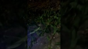 Дыбка степная