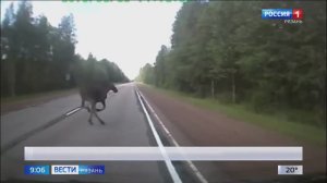 В Рязанской области в этом году произошло 9 наездов на лосей