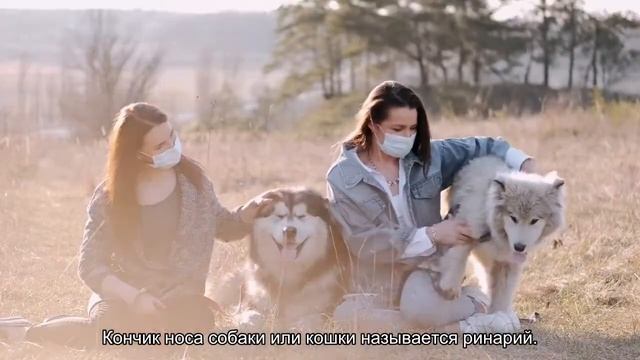 Зачем собакам и кошкам мокрый и холодный нос смотреть онлайн