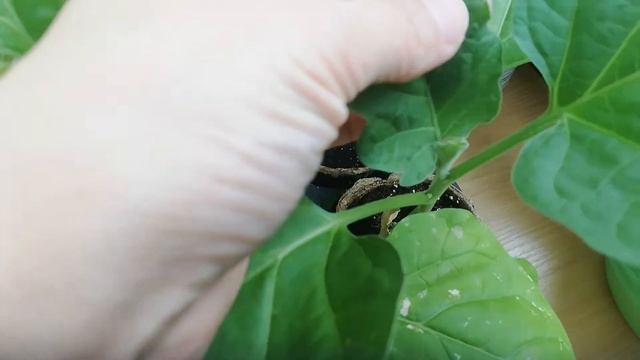 Есть вопрос: Кто ест листья у баклажанов? / Что делать? смотреть онлайн