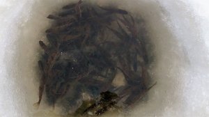 23.11.19 \ ОТ РАССВЕТА ДО ЗАКАТА \ 18 ЧАСОВ НА ЛЬДУ \ ЕСТЬ УЛОВ