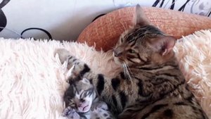 У нас родился котёнок!♡Маленький котёнок.