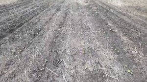 22.05.2021 NO-TILL подсолнечник после пшеницы всходы.