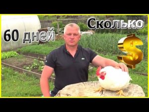 Как заработать на бройлерах за 50 дней Выращивание бройлерных кур