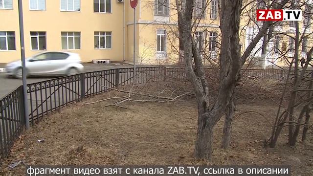 Как чиновники Читы вырубают деревья "во благо"