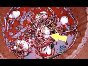 Секреты по уходу за лилиями осенью! Как подготовить луковицы лилий к зимовке? Где хранить лилии?