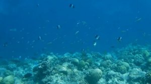 Подводный мир Мальдивы,  Атолл, снорклинг
