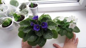 УХОД ЗА ФИАЛКОЙ ЛЕТОМ.