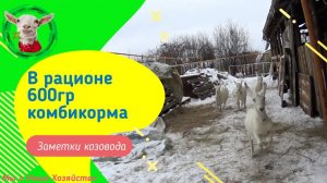 Комбикорм для дойных коз на голову 600 кр