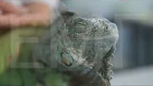 Уход за когтями игуаны