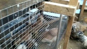 Брама лимон,брама темная,голандские белохохлые куры