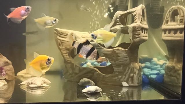 подскажите пожалуйста, барбус в углу стоит ,дышит быстро и не кушает было 5шт @BydniAkvariymista смотреть онлайн