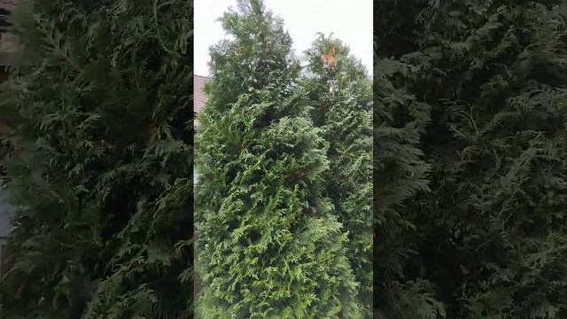 Обзор на Кусторез + высоторез Stiga SMT 100 AE Kit 271724108/ST1 (с 1-им АКБ) смотреть онлайн