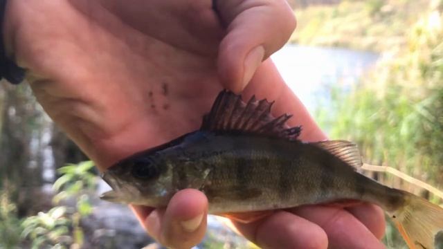 Плотва в НОЯБРЕ на поплавок. Ловля ОКУНЯ осенью. Поплавок поздней осенью смотреть онлайн
