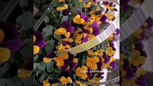 Фиалка виттрока уход и содержание ?????