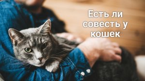 Есть ли совесть у кошек.