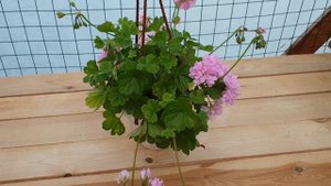 Ю Мадам Помпадур