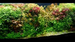 ПЕРЕДОЗИРОВКА КАЛИЯ В АКВАРИУМЕ