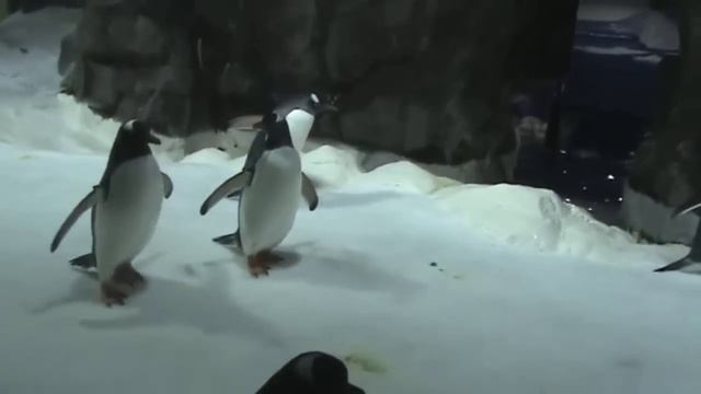 Королевские пингвины King penguins смотреть онлайн