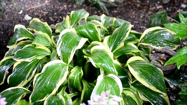 Цветок хосты и листья. Хосты в разгар своего роста и цветения смотреть онлайн