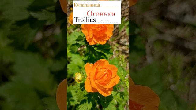 Купальница азиатская (Trollius asiaticus).🌻