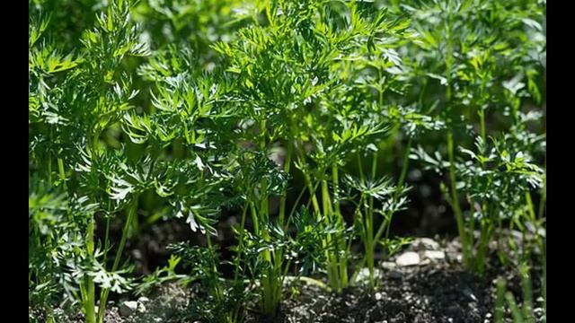 Растения от ГЛИСТОВ на моем участке:Черный орех и др. смотреть онлайн