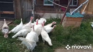 /Впервые индюки БШГ на прогулке во дворе/4, 5 месяца/