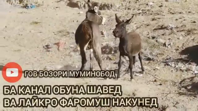 ХАР ЧАНГ ДАР Н МУМИНОБОД смотреть онлайн