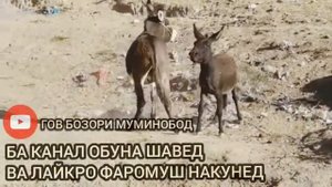 ХАР ЧАНГ ДАР Н МУМИНОБОД