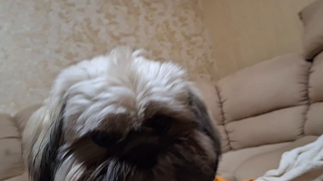 Моя Собака#животные