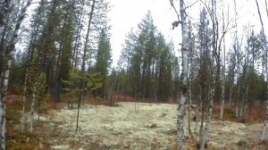 Медведь каннибал...