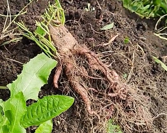 Урожай батата выращенного  без капельного полива  2022г.