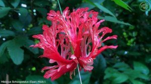 Hibiscus Schizopetalus (Dyer) Hook.f. | Flowering Shrubs & Trees | ?? Panama |