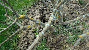 ОБРЕЗКА МЕТЕЛЬЧАТОЙ ГОРТЕНЗИИ КИУШУ