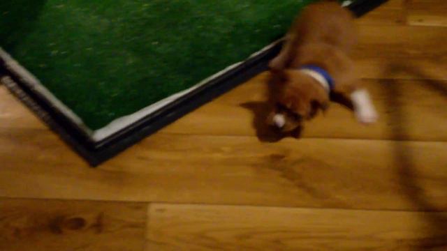 Banda Urwisów /FCI/ - Basenji - Miot "M" - 24.01.2021 смотреть онлайн