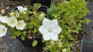 Campanula carpatica 'White Clips'