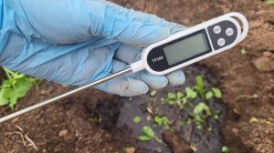 СДЕЛАЙТЕ ТАК ПРИ ПОСАДКЕ ОГУРЦОВ! ЧТО ПОЛОЖИТЬВ ЛУНКИ?