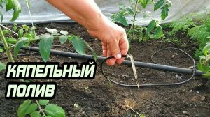 Как сделать капельный полив в теплице.