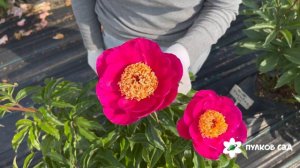 Sinbad peony. Синбад пион. Пулков сад