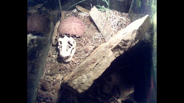 В террариуме у рептилий смотреть онлайн